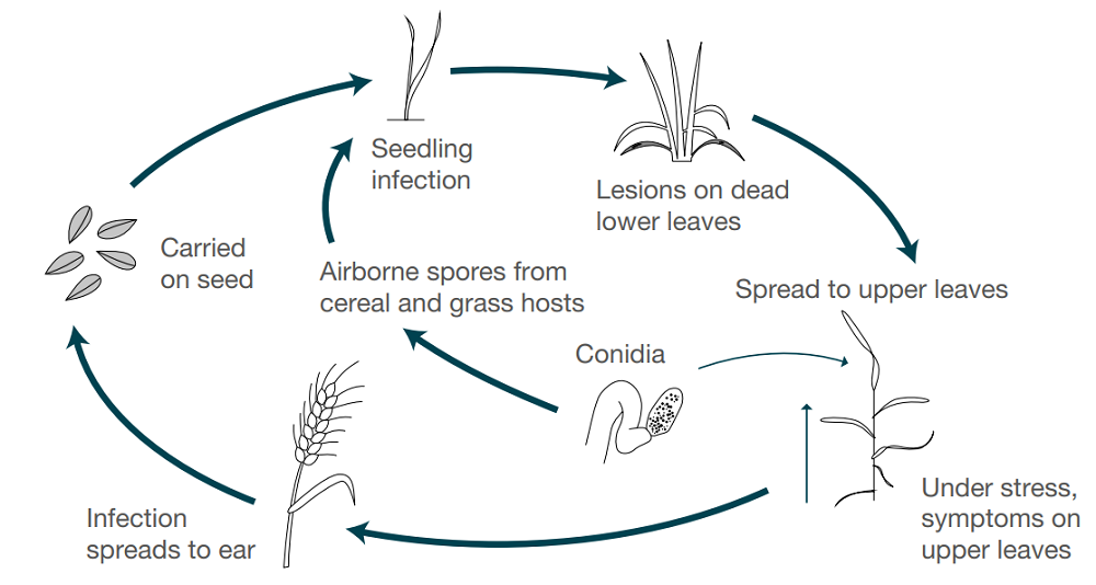 Ramularia leaf spot life cycle